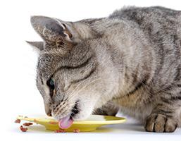 Flint River Ranch Cat Food - Cats Food Bowl