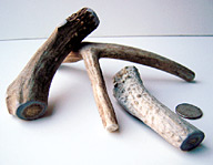 Flint River Ranch Deer Antler Chews